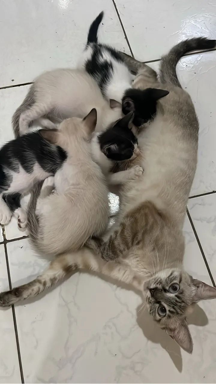 Doação de Gatinhas Fêmeas - Foto 4