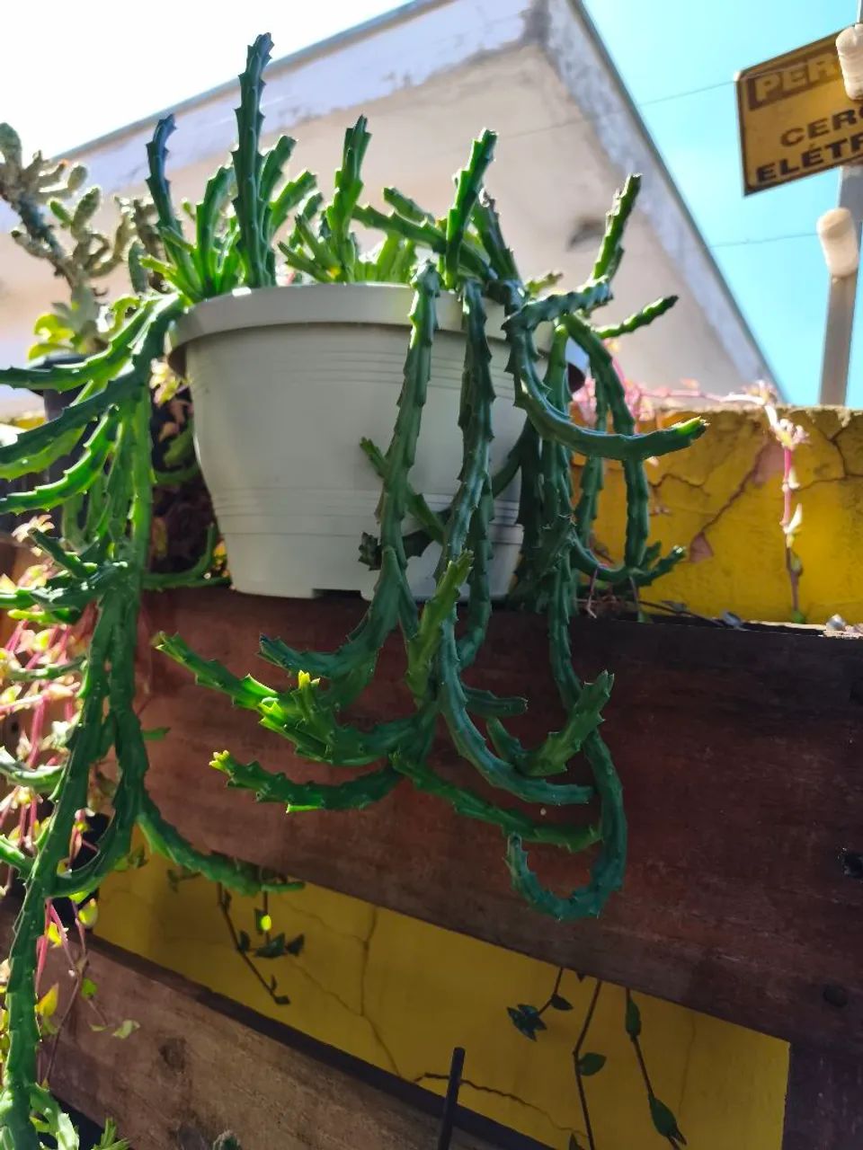 Cacto flor de dragão 