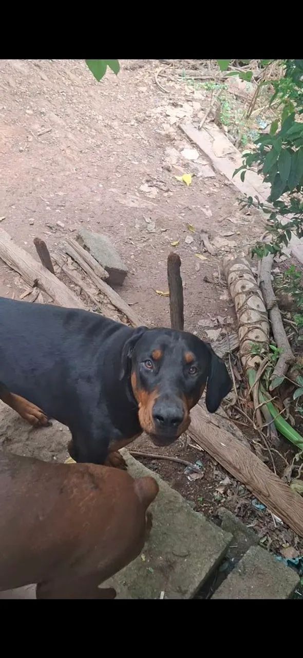 Doberman macho - Foto 2