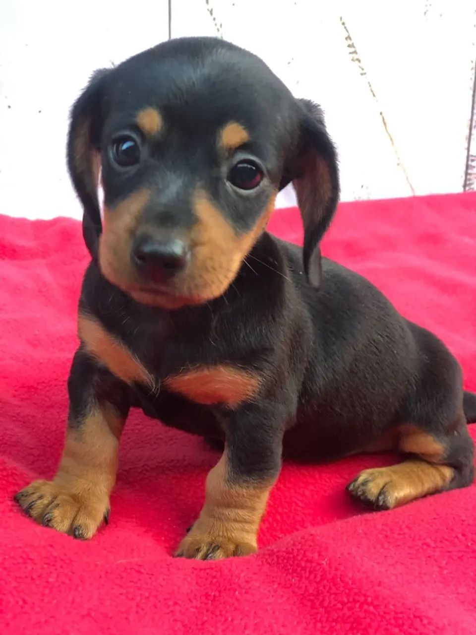 Dachshund  - Foto 3