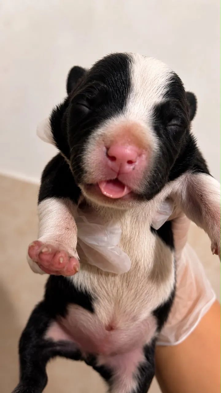 Américan bully - Foto 2