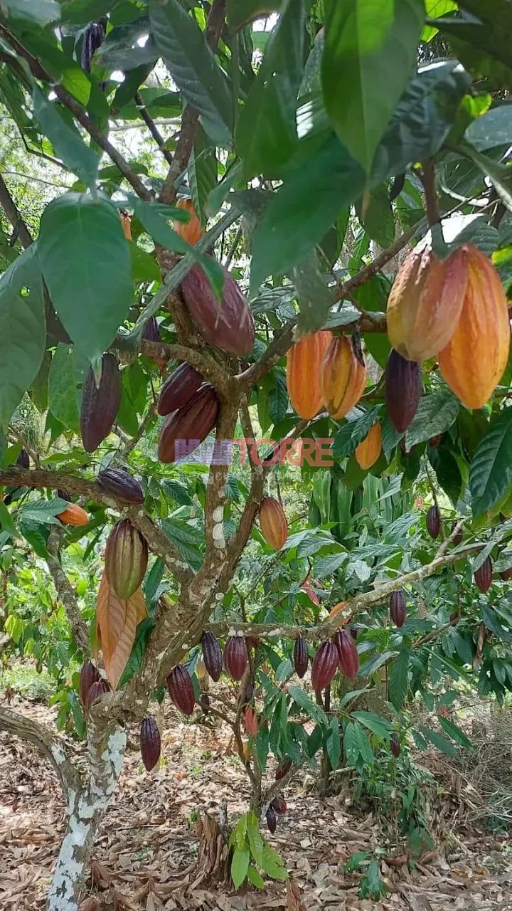 Fazenda à venda, Rural, Itacaré, BA - Foto 4