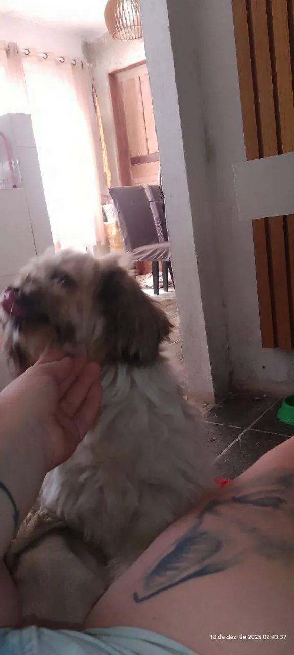 Lhasa Apso - Foto 4