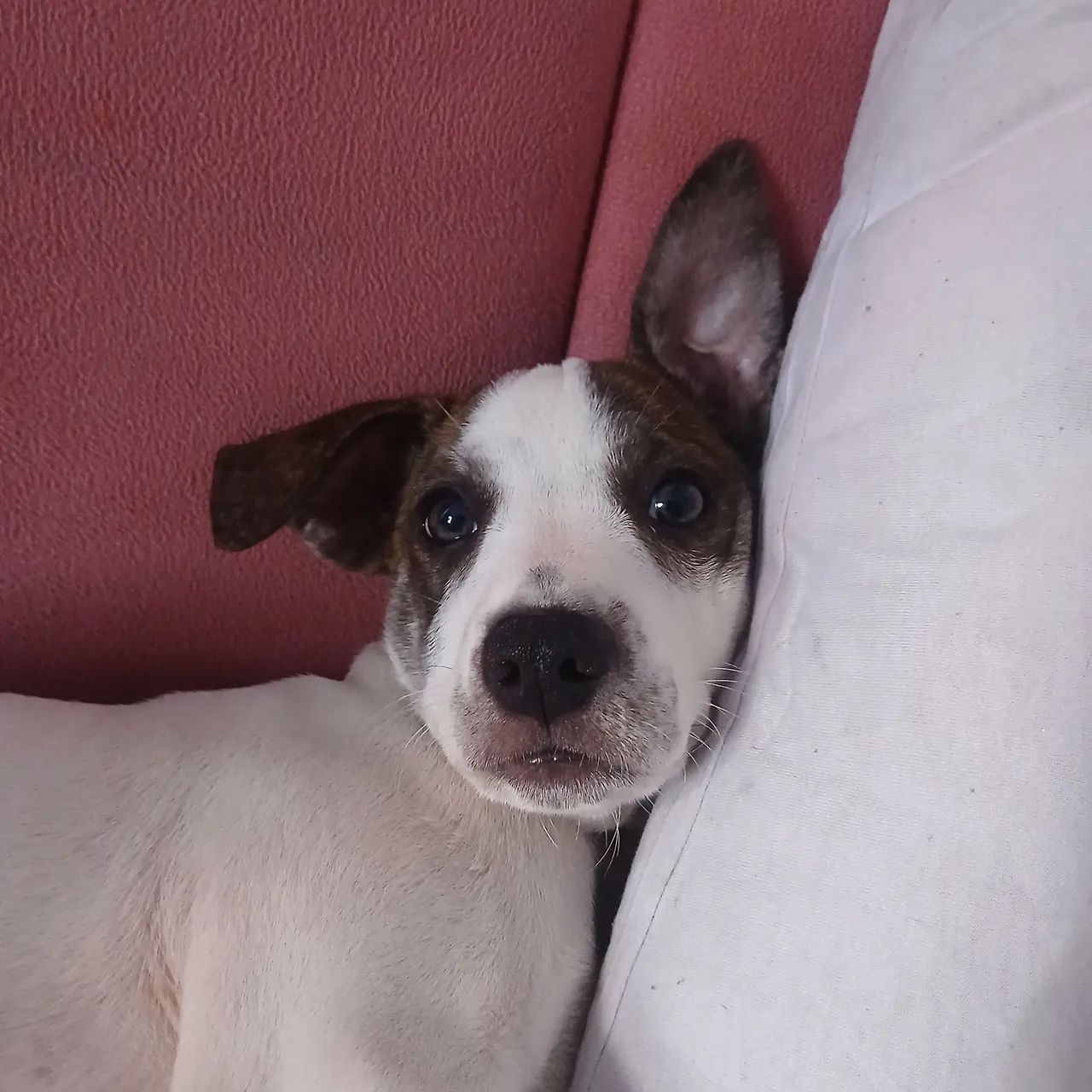 Adoção responsável  - Foto 2