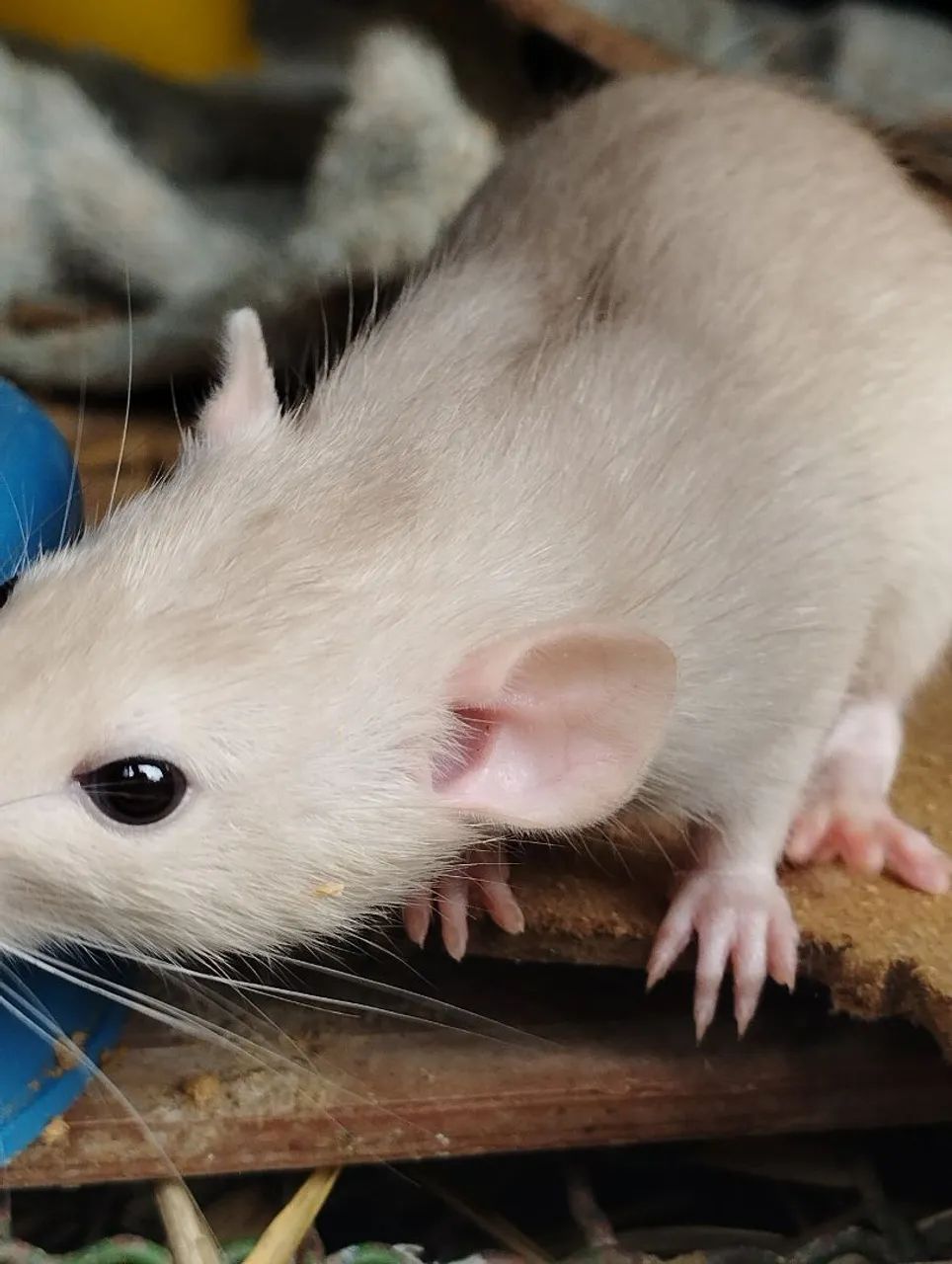 Ratinha rata Twister fêmea  - Foto 3