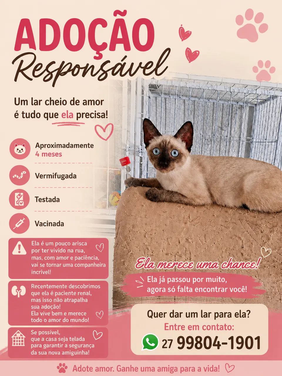 Gata Siamês pra adoção 