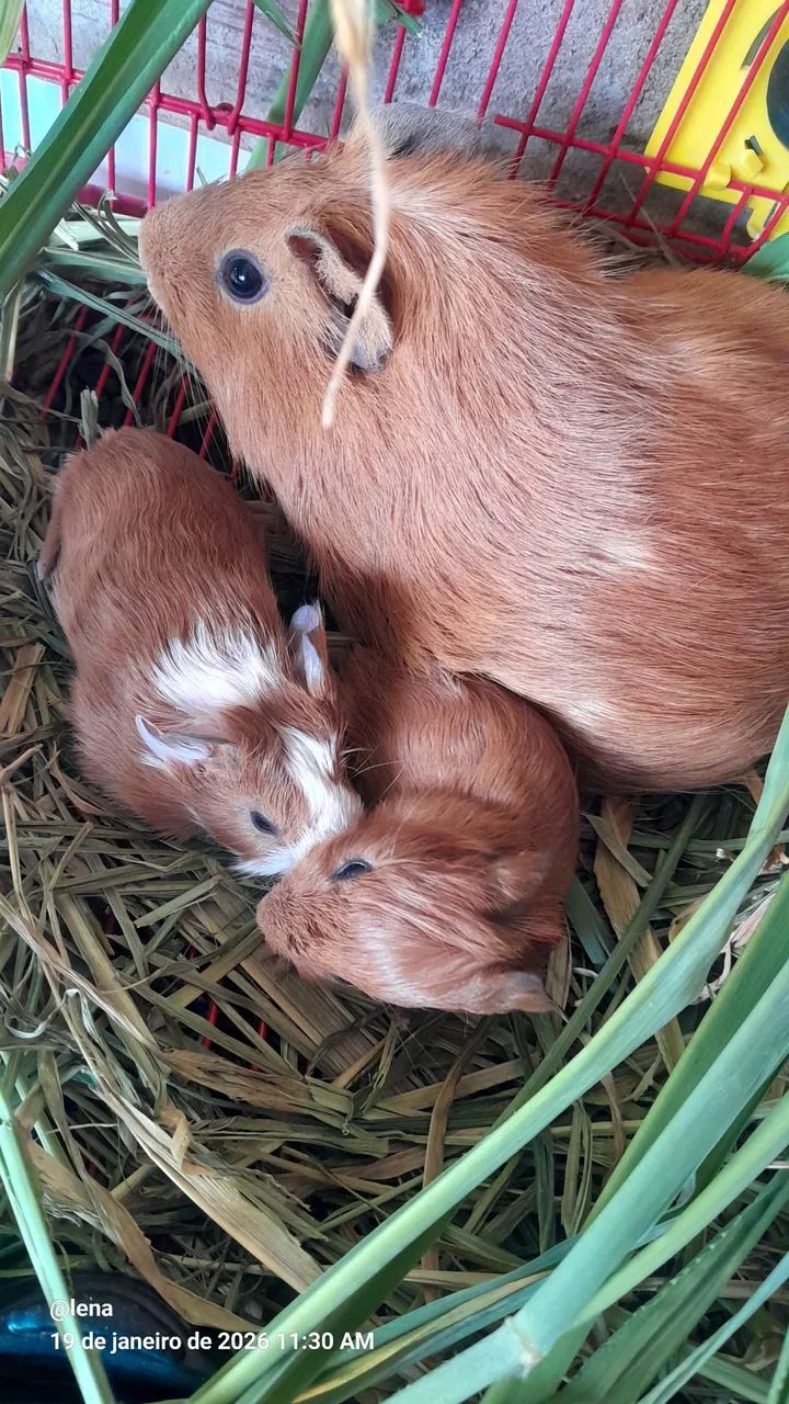 Porquinho da Índia  - Foto 4