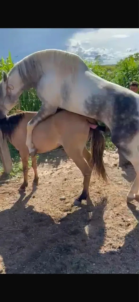 ÉGUA MARCHA PICADA PRENHA GARANHÃO PAMPA - Foto 2