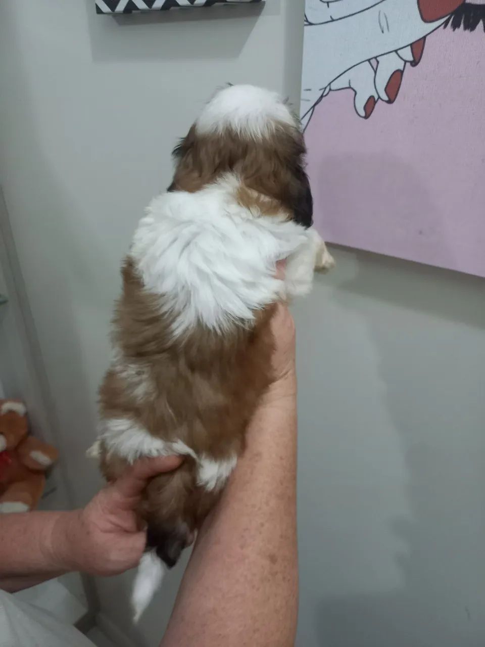 Mini shih tzu  - Foto 2