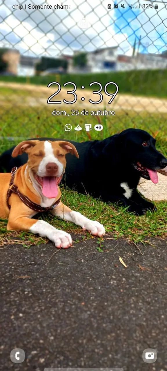 Doação pitbull - Foto 2