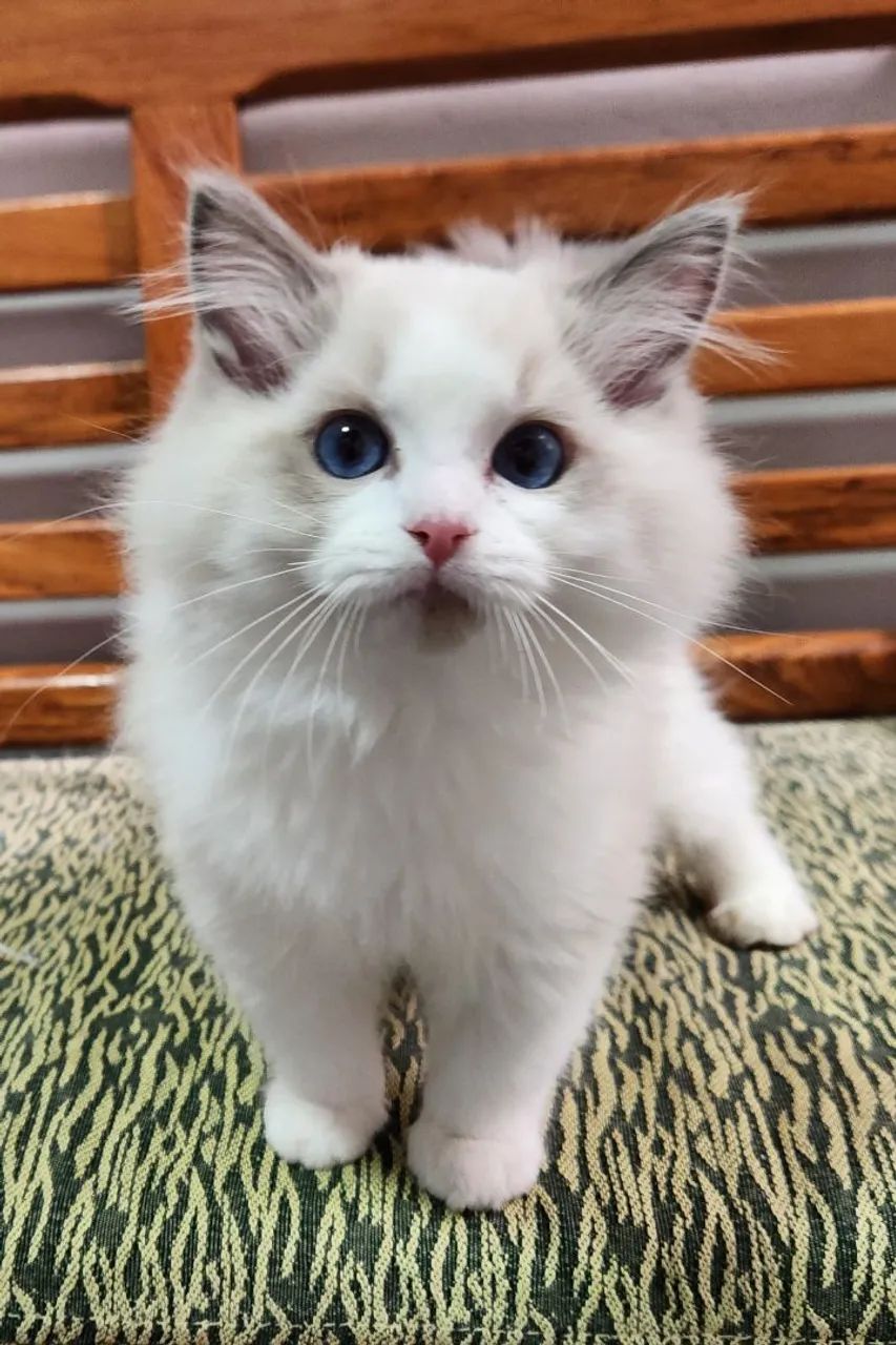 Ragdoll 