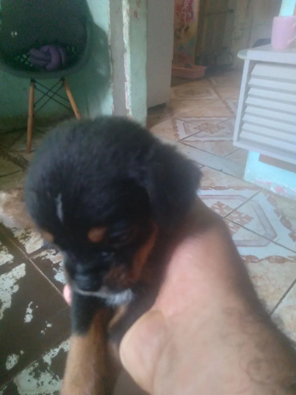 Cachorro  - Foto 2