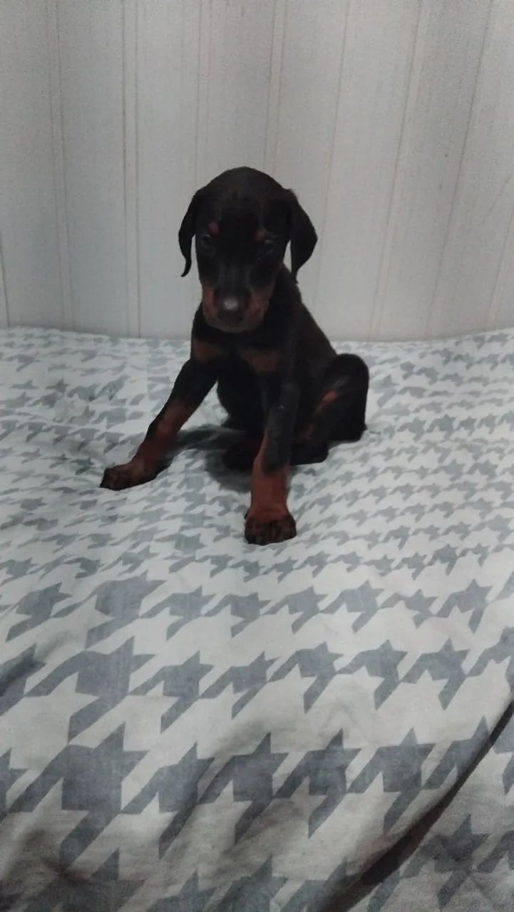 Dobermann  - Foto 5