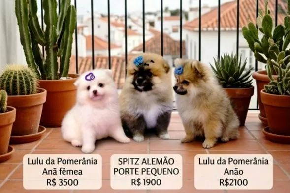 Lulu da Pomerânia  - Foto 2