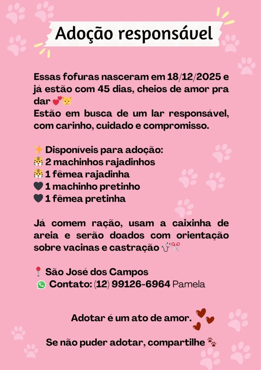 Doa-se filhotes de gato - Foto 2