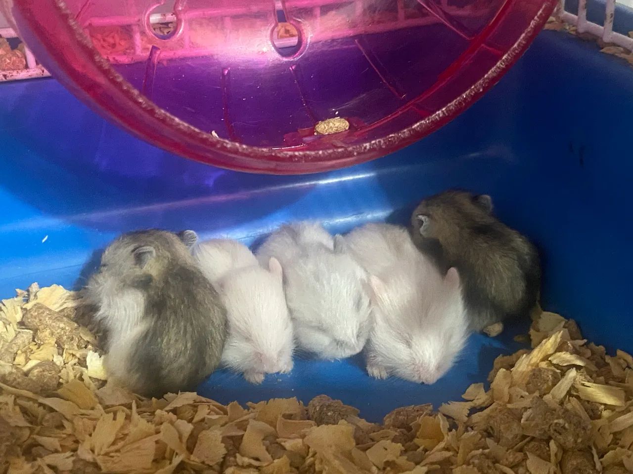 Roedor Hamster Anão Russo