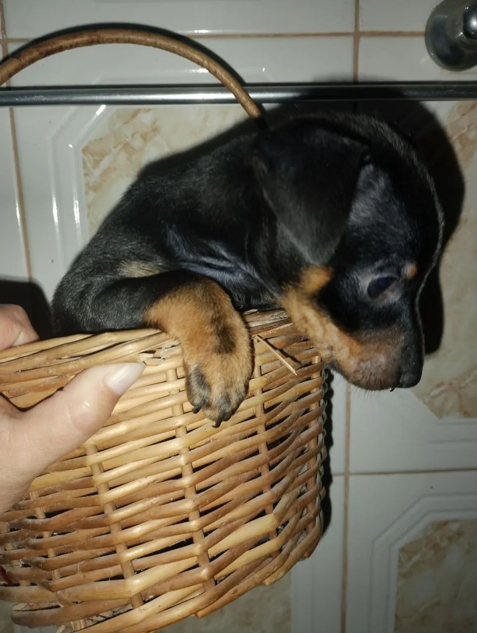 Pinscher  - Foto 2