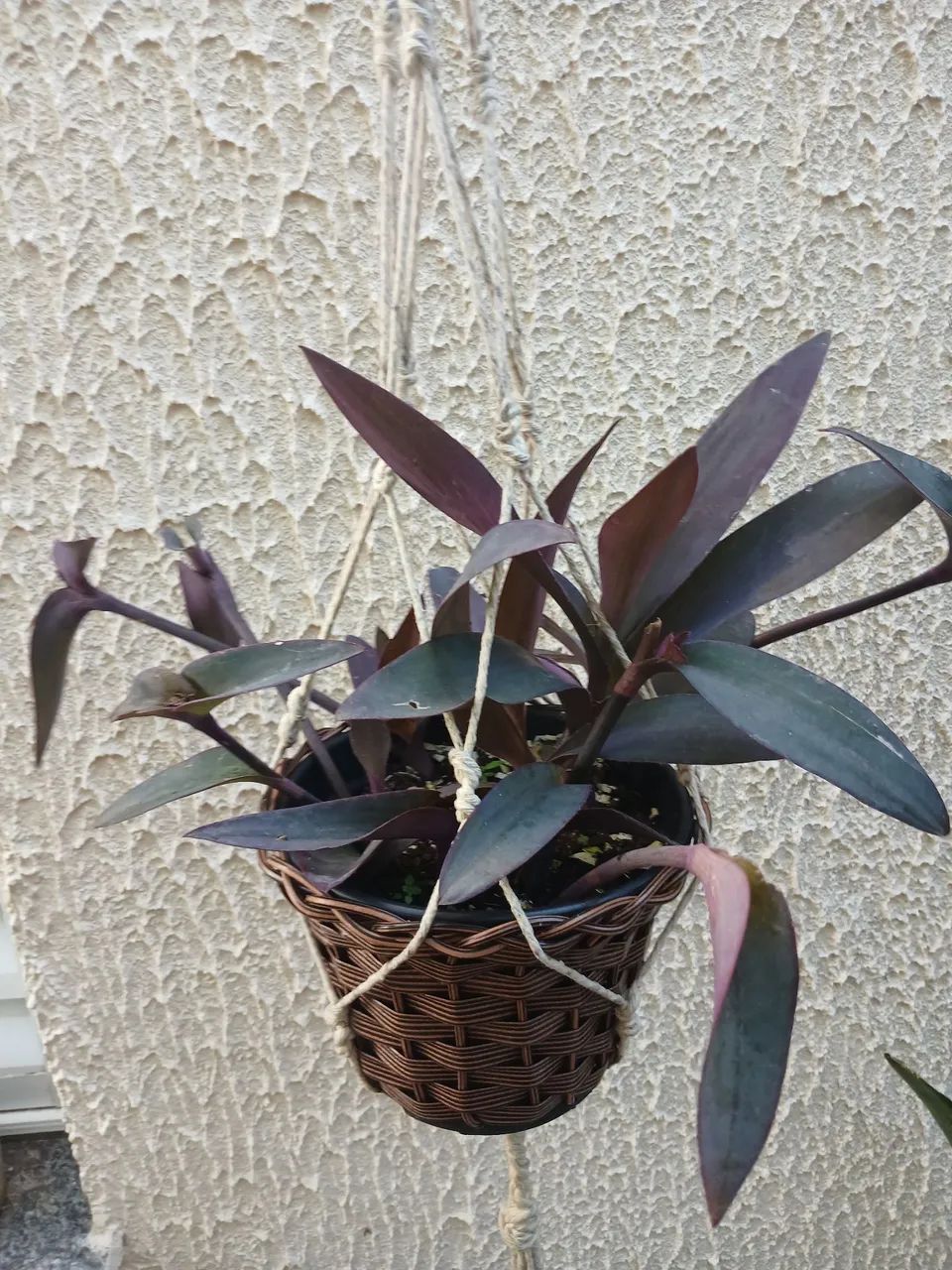 Planta