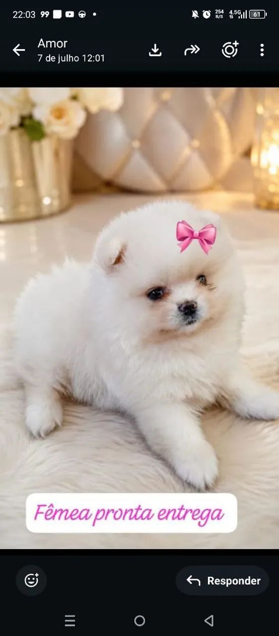 Spitz Alemão 