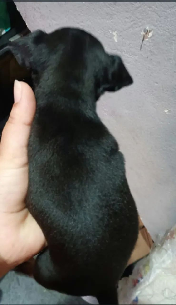 Vendo Pincher  - Foto 4