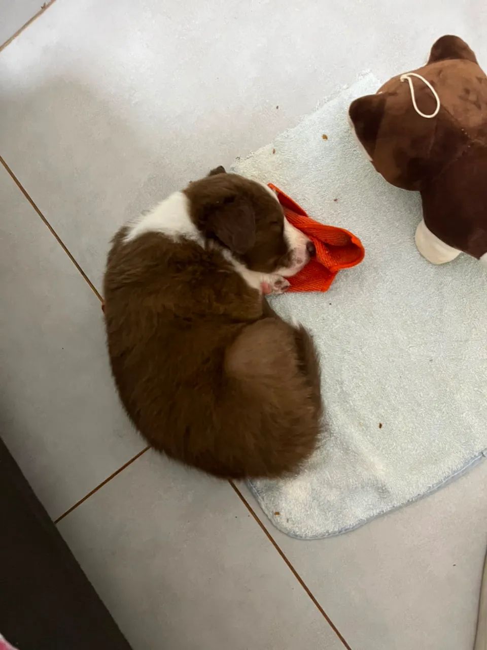 Filhote Border collie Macho  - Foto 3
