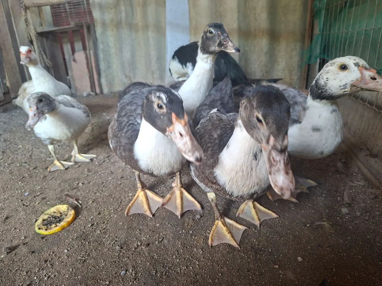 Vendo patos(a) - Foto 5