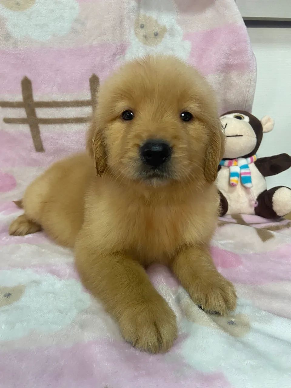 Golden Retriever 