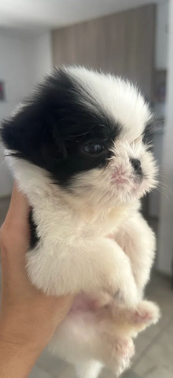 Shihtzu  - Foto 3