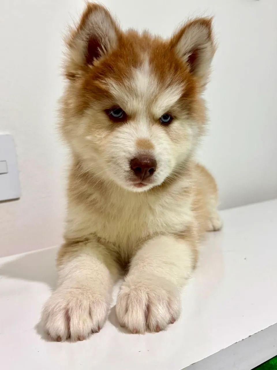 Husky siberiano  - Foto 3