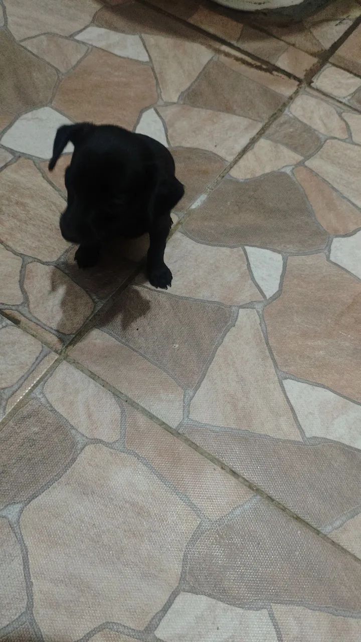 Pincher 0 - Foto 4
