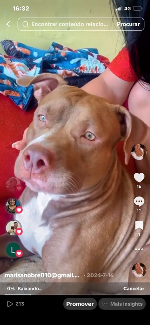 FILHOTE DE PITBULL