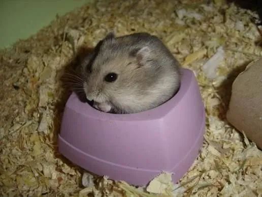 Hamster anão filhotinhos - Foto 4