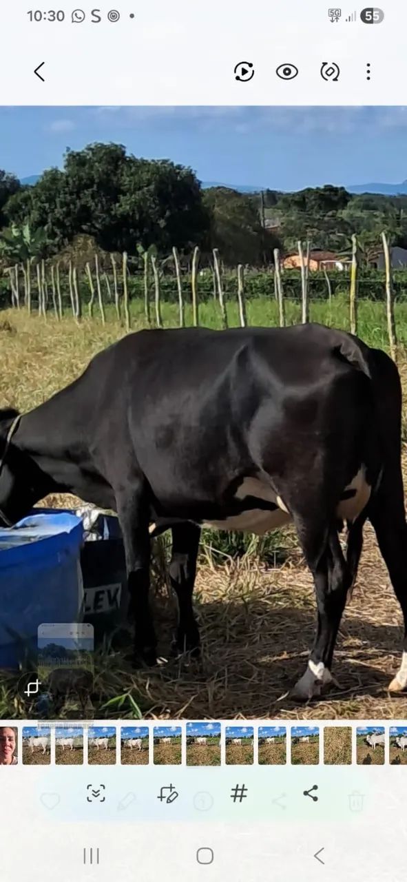 Vaca leiteira 