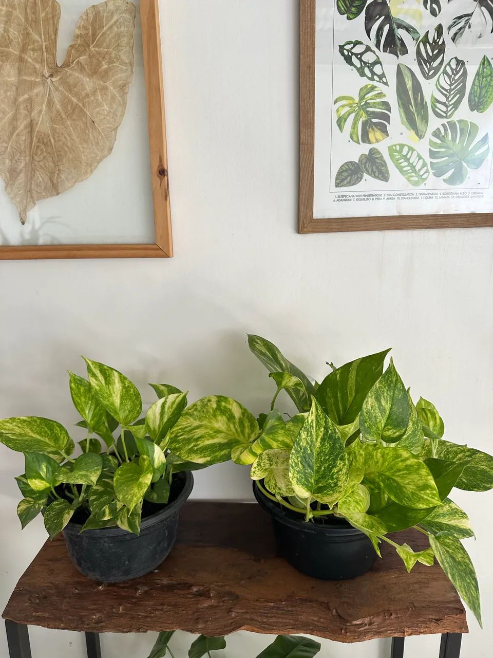 Plantas diversas - Foto 5