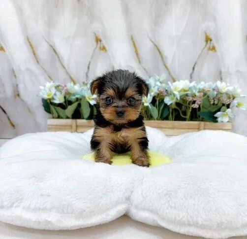 Bebezinho yorkshire terrier com pelagem densa e saudável