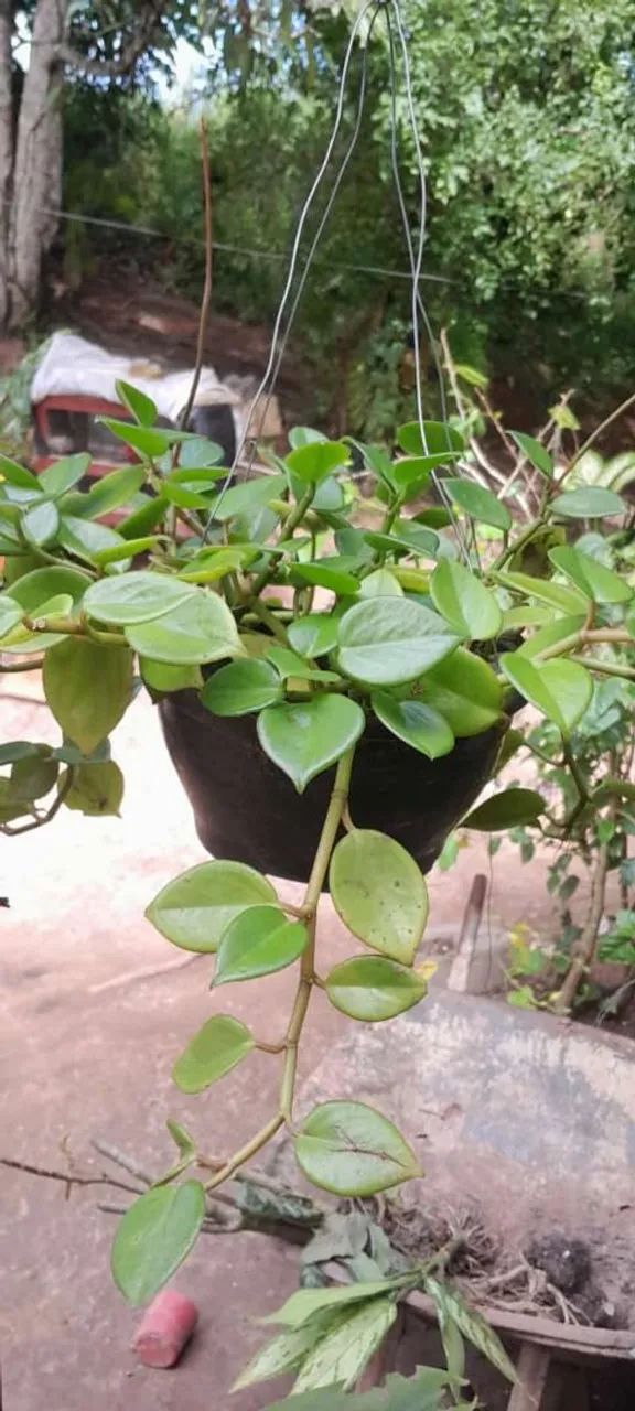 Plantas variadas  - Foto 5