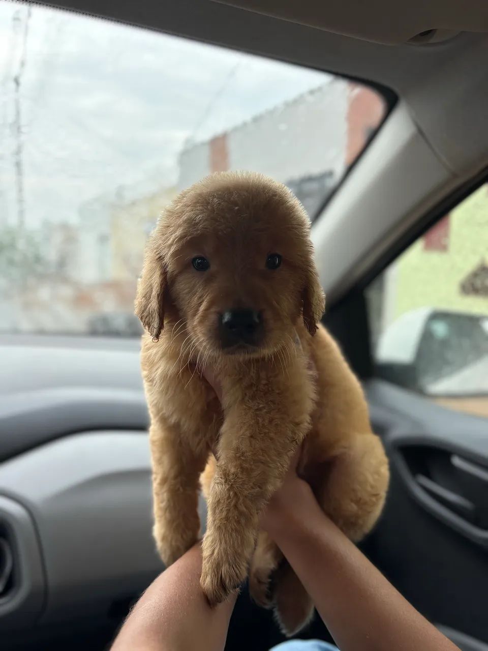 Golden retriever  - Foto 2