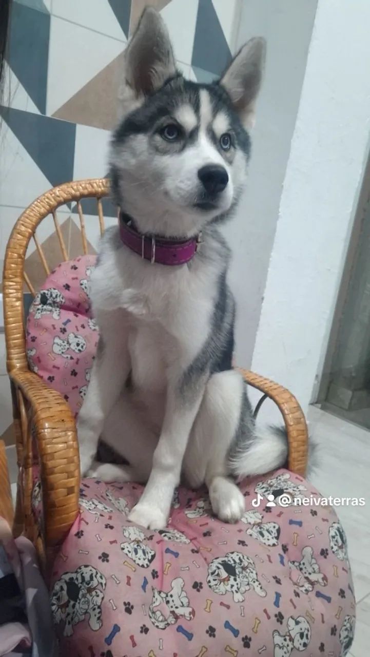 Huski siberiano  - Foto 2