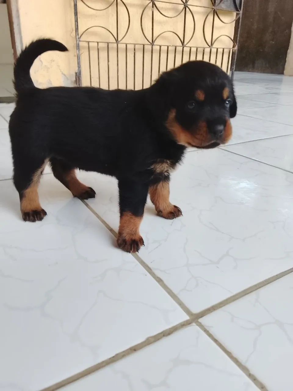 FILHOTE DE ROTTWEILER - Foto 3