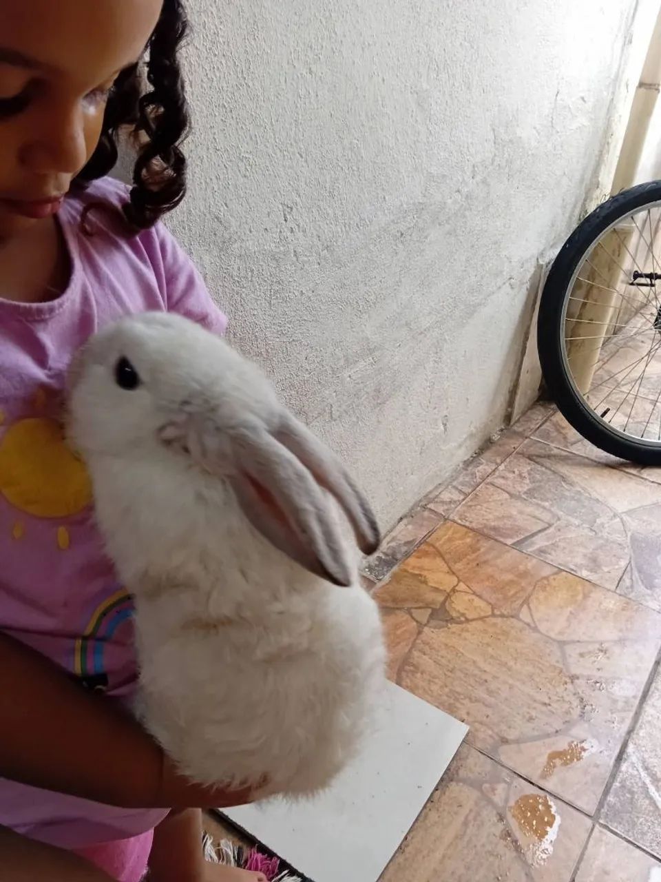 Vendo coelho  - Foto 2