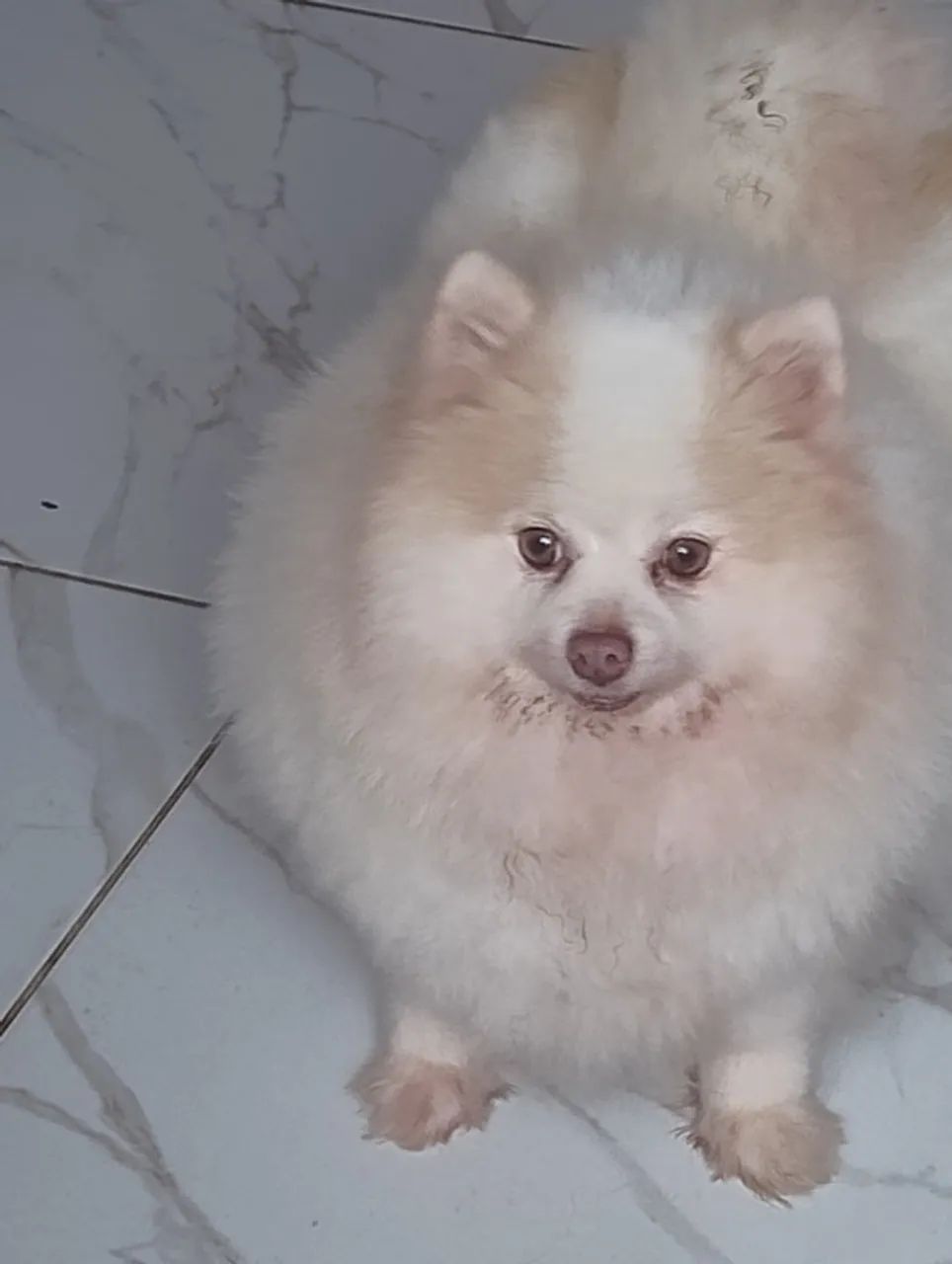 Lulu da pomeranea - Foto 3