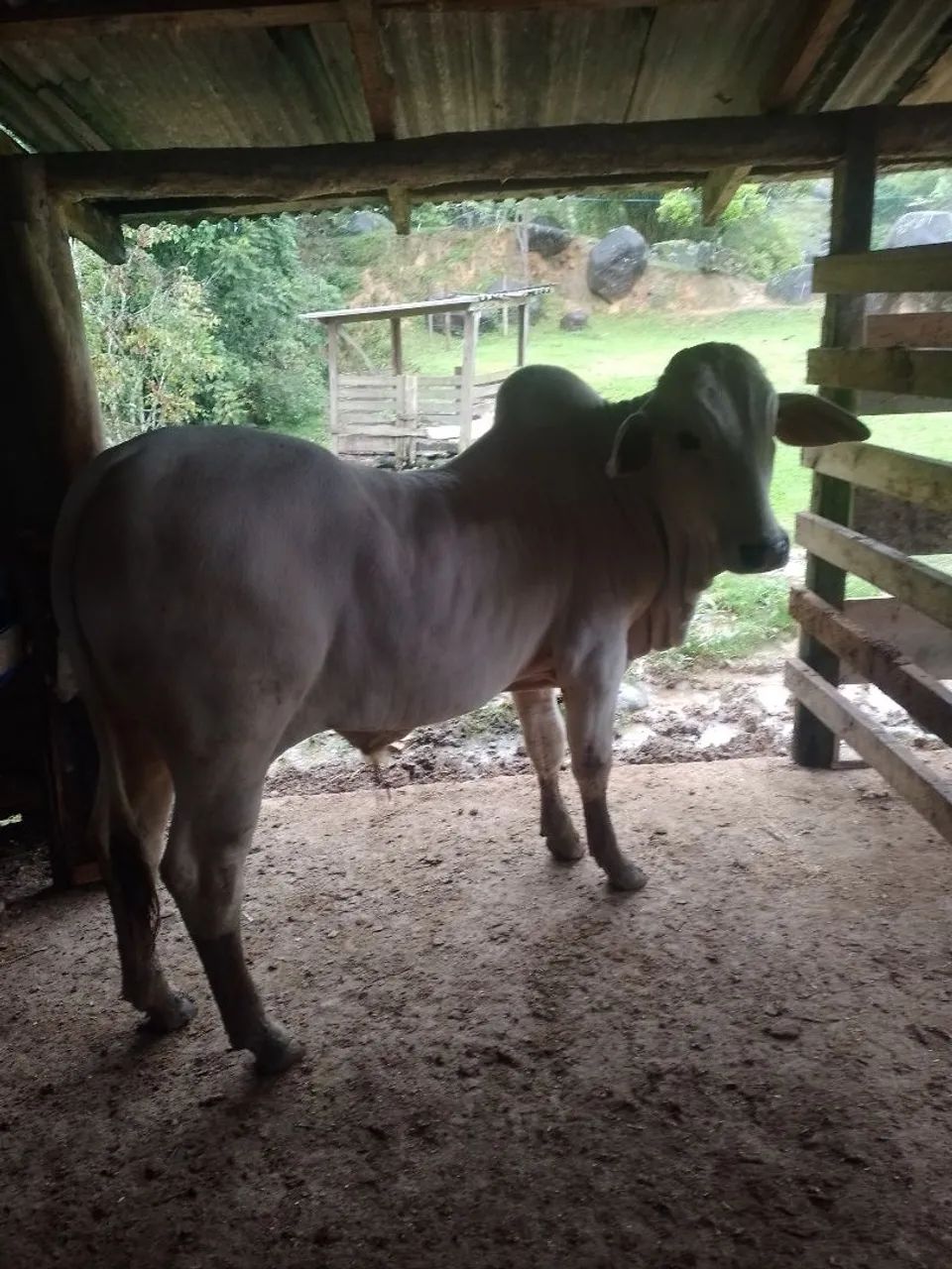 Vendo boi  - Foto 2