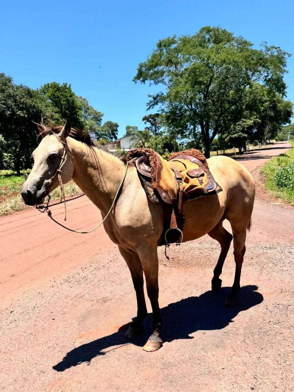 Cavalo castrado 