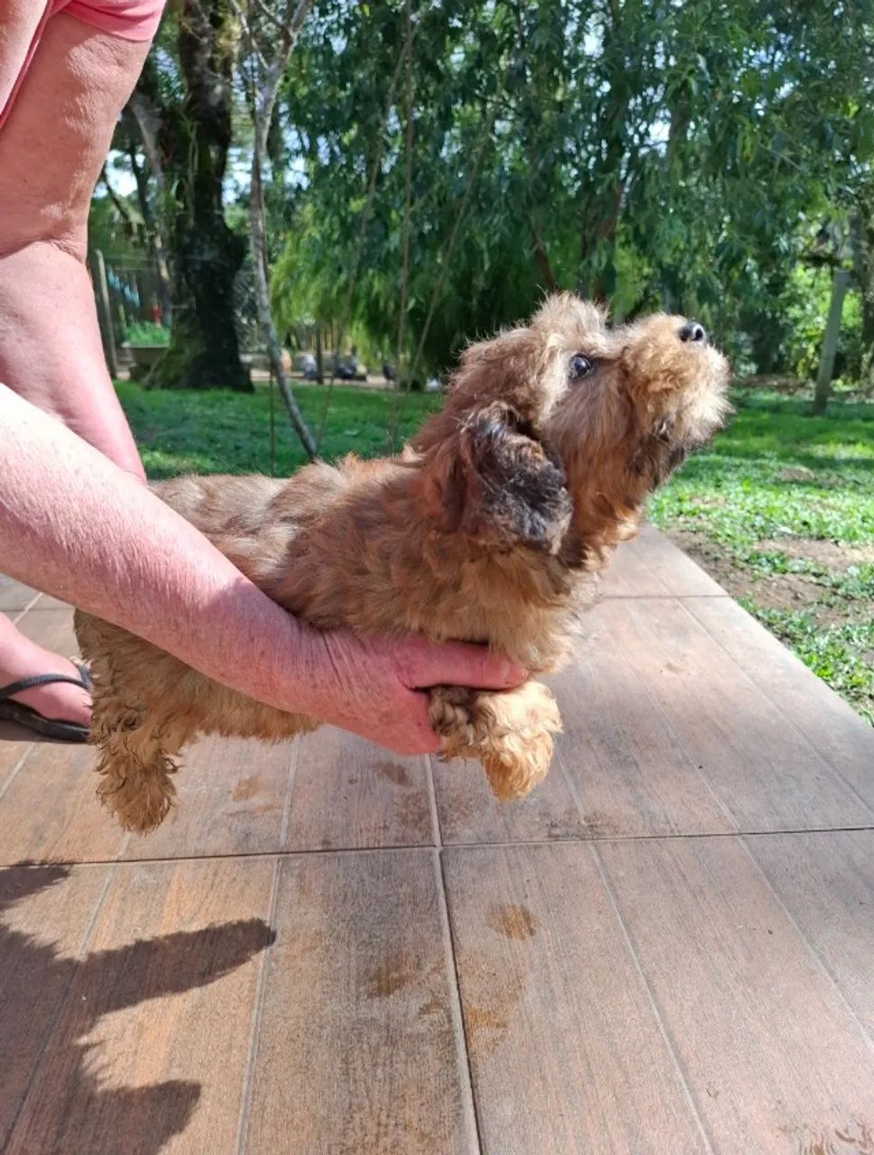 Filhote de Lhasa apso com Poodle - Foto 3