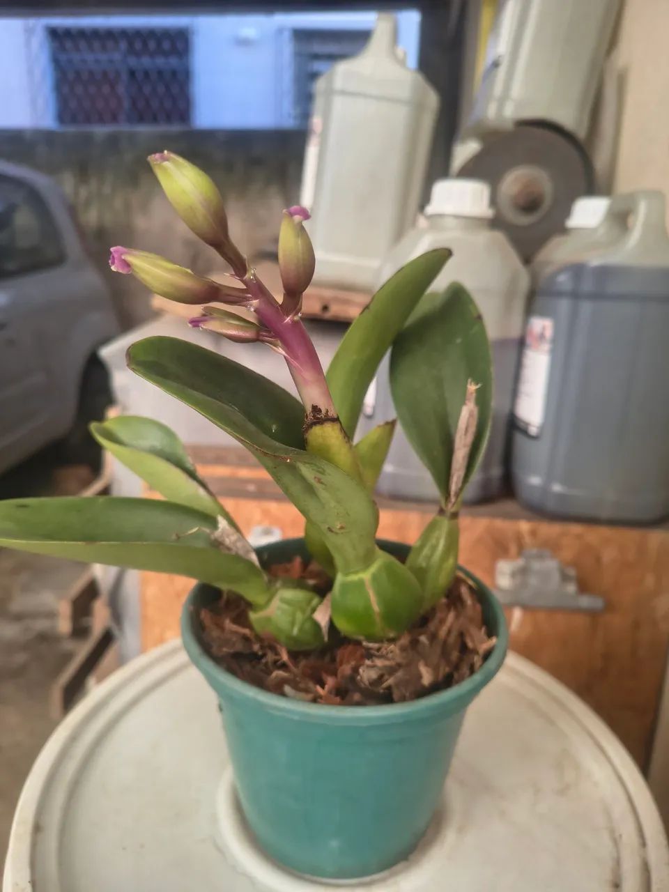 Orquídeas Cattleya 