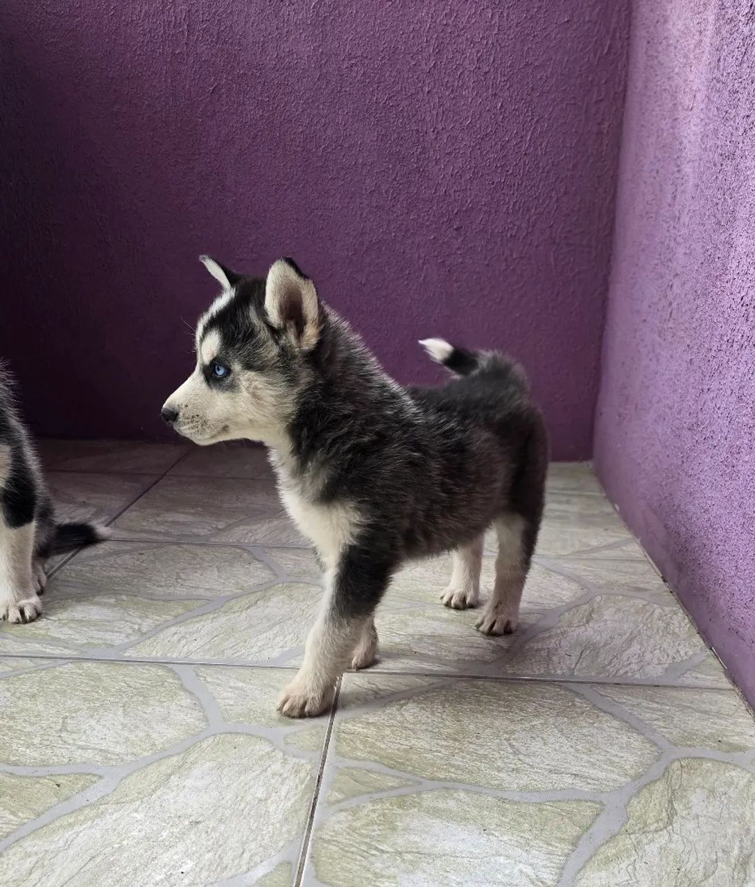 Husky Siberiano ? 