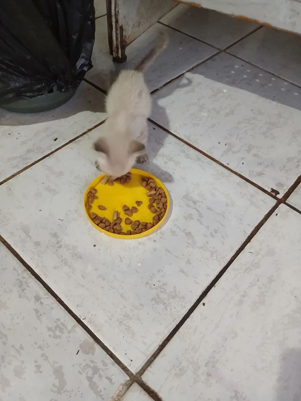 Adoção de uma gatinha