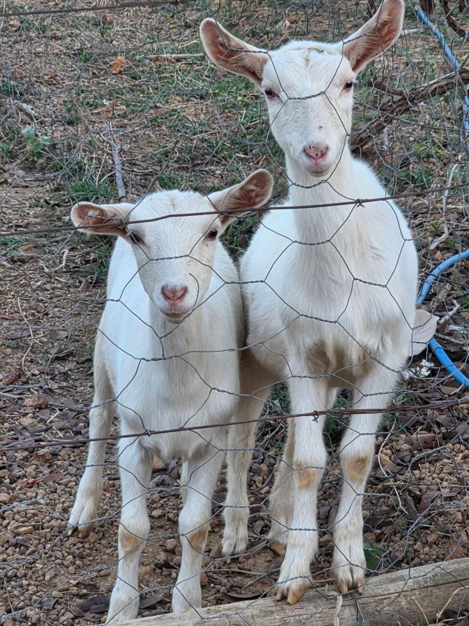 Cabras e bode reprodutor Saanen  - Foto 4