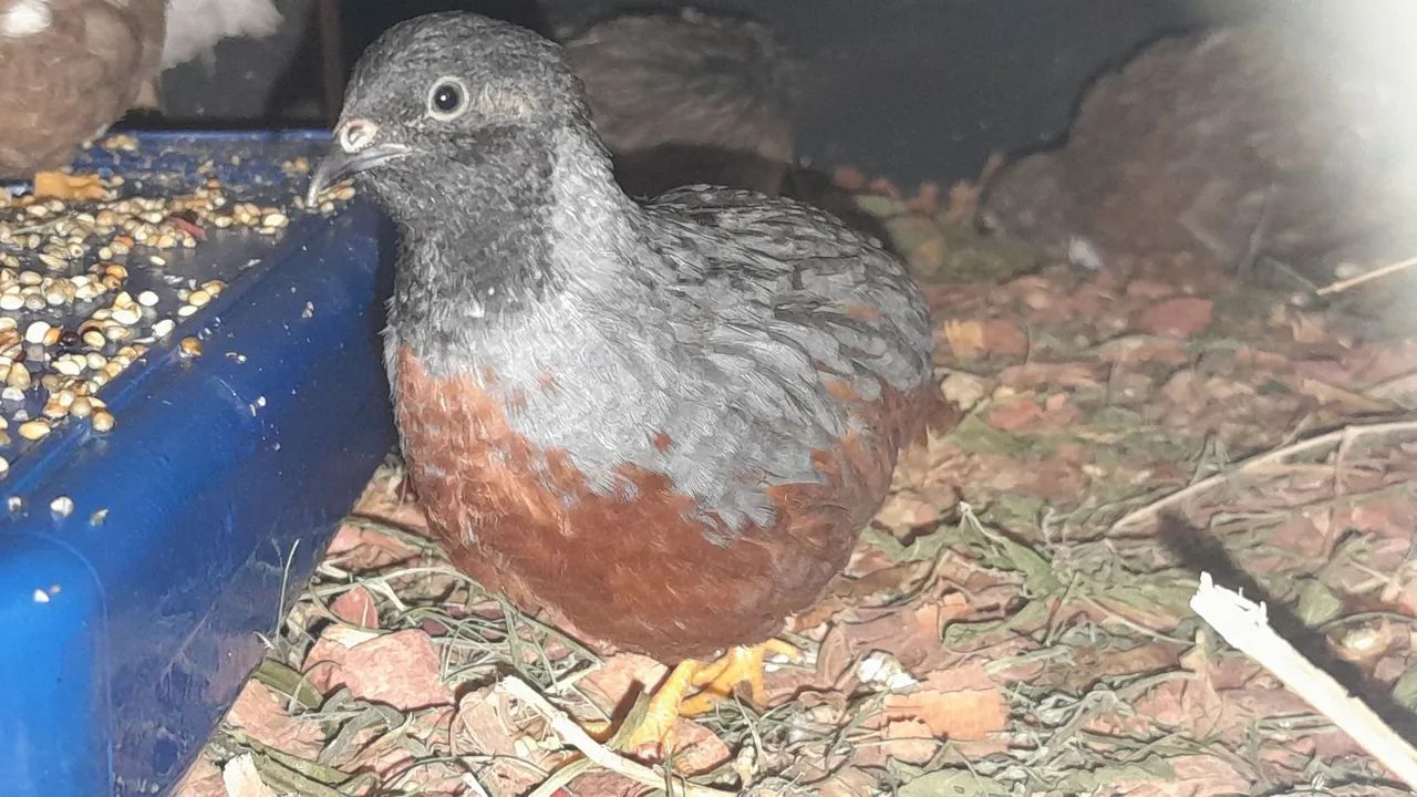 Codorna Chinesa  - Foto 2