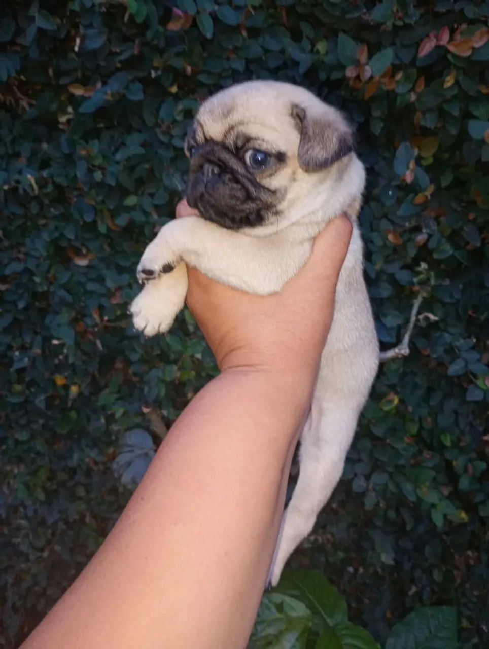 Macho de Pug disponível para entrega  - Foto 3